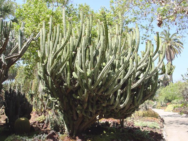 Polaskia_chende